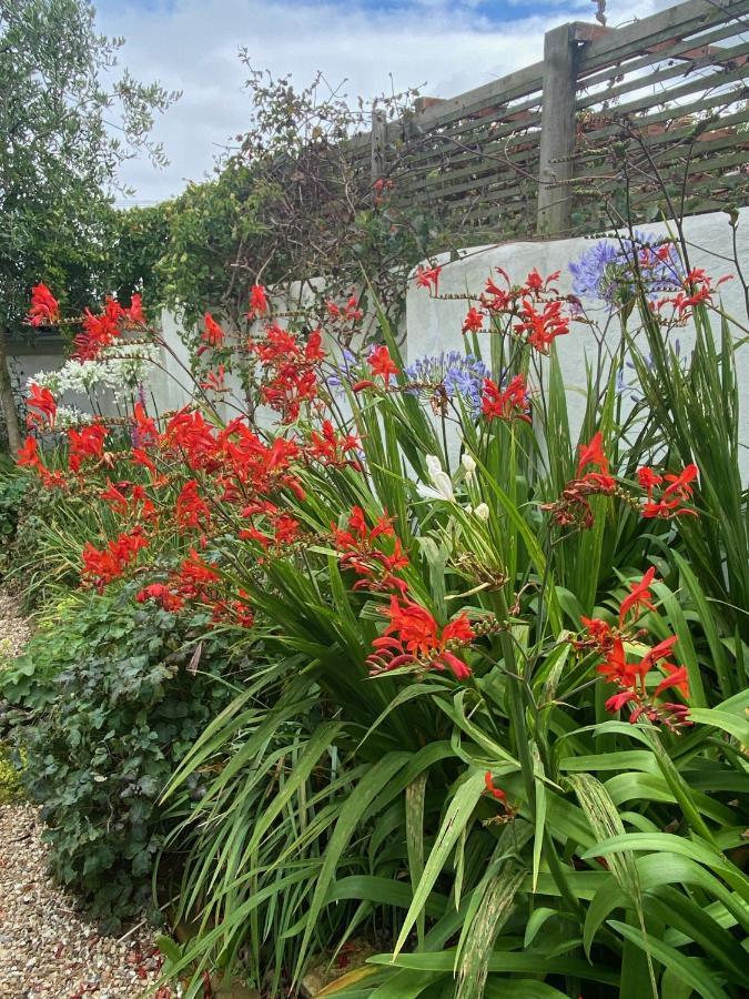 Penwyth House Bed and Breakfast New Quay Buitenkant foto